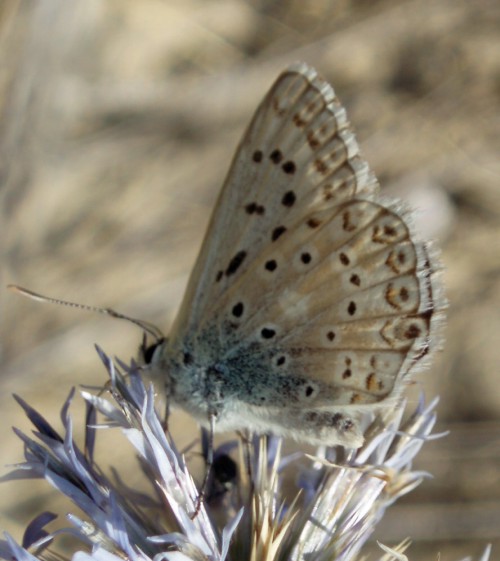 Spagna: La regione  de Monegros, paradiso entomologico